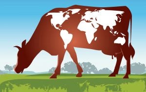 world cattle