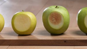 Arctic Apple and GMOs | AGDAILY