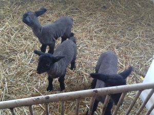 Ewes and Baby Lambs | AGDAILY