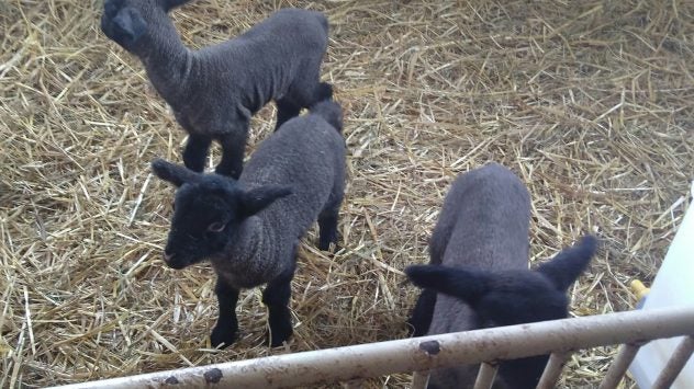 Ewes and Baby Lambs | AGDAILY