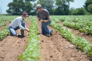 winter agronomy