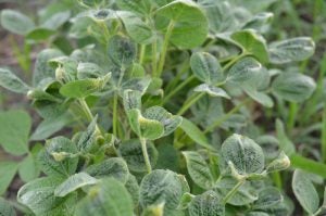 dicamba