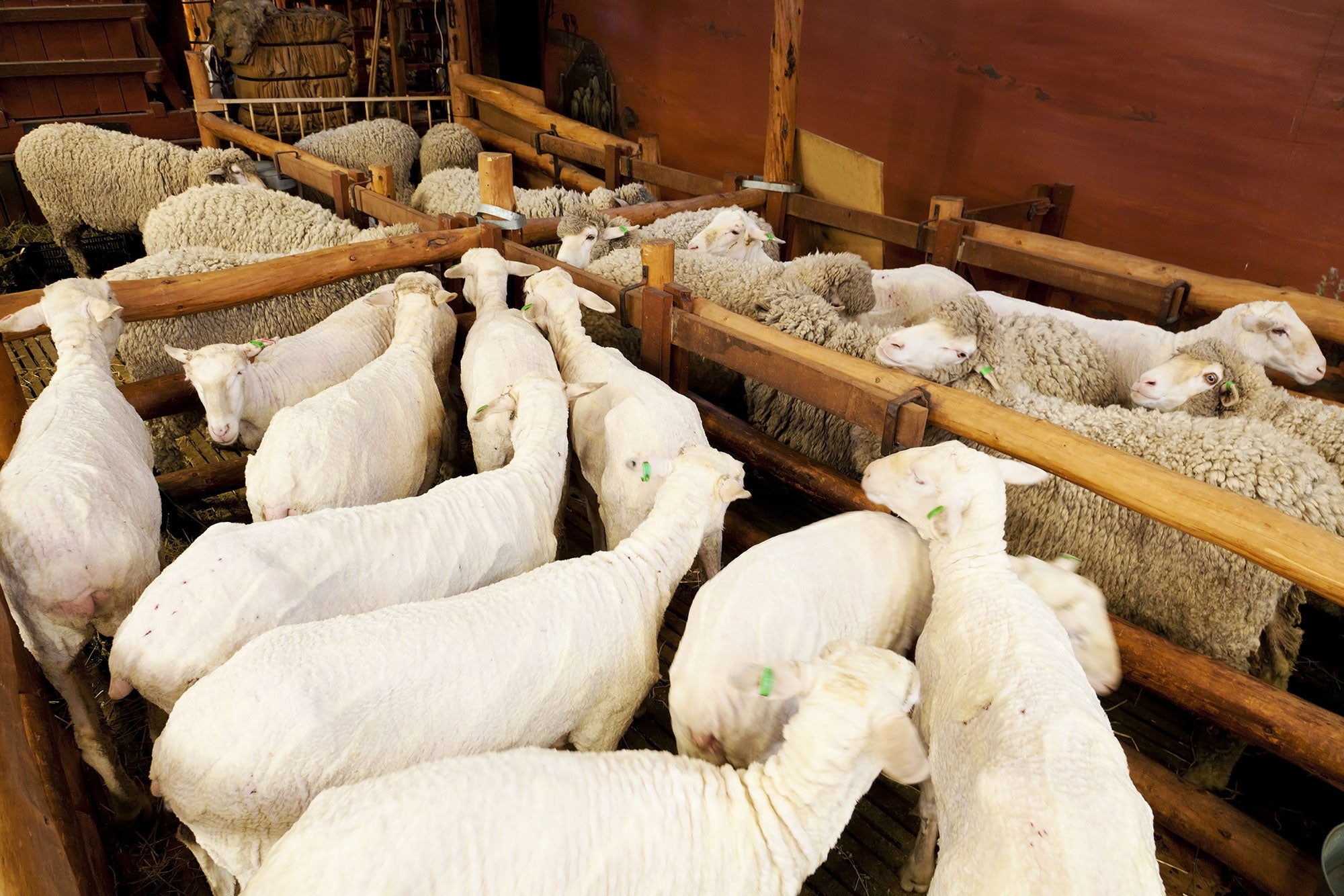 uggs treatment of sheep