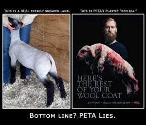 ugg boots sheepskin cruelty