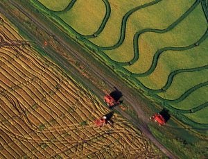 RNA breakthrough creates 50% increase in potato, rice yields - AGDAILY