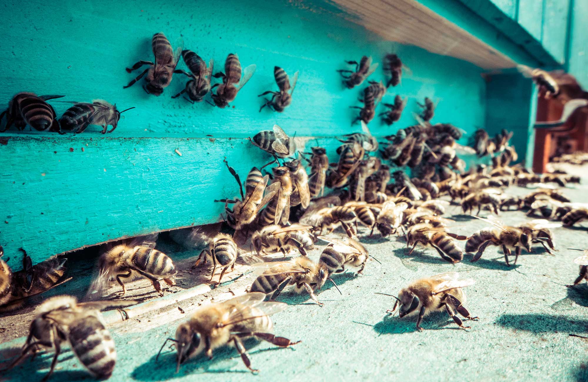 Are honey bees endangered? Here are the facts | AGDAILY