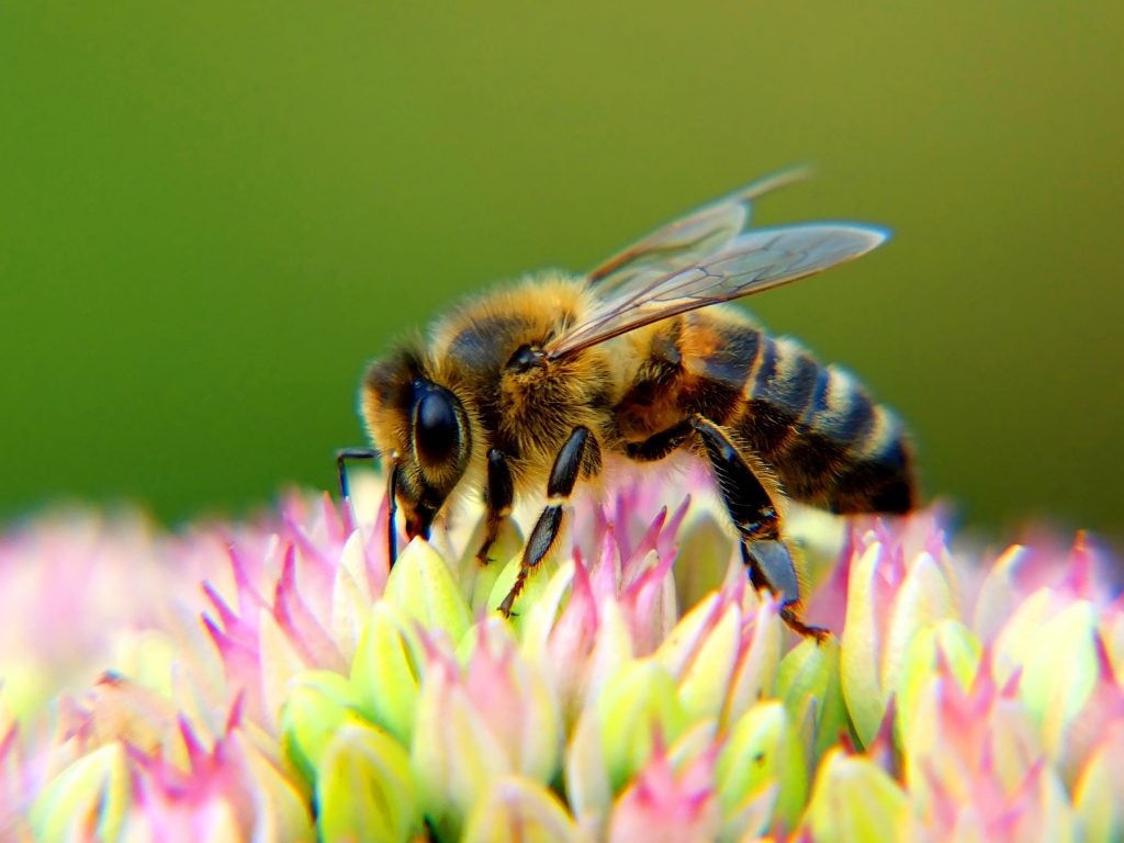 12 interesting facts about bees | AGDAILY