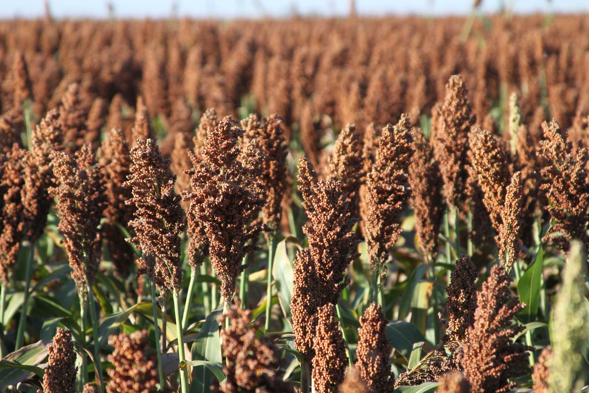 National Sorghum Producers announce yield contest winners | AGDAILY