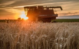 National Wheat Yield Contest