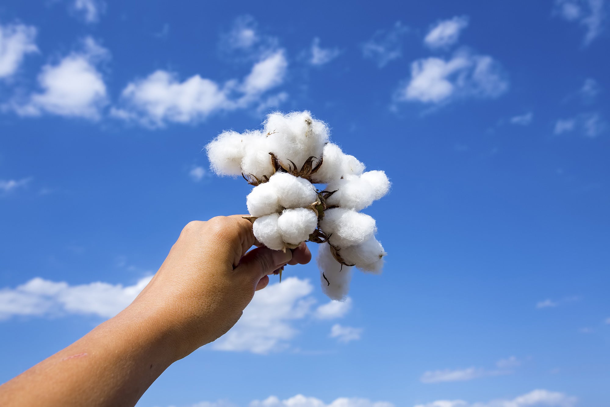 USDA researchers develop naturally fire-resistant cotton lines