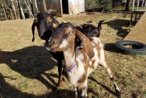 tipps_goats