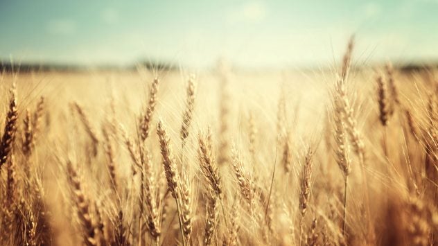genetically engineered wheat