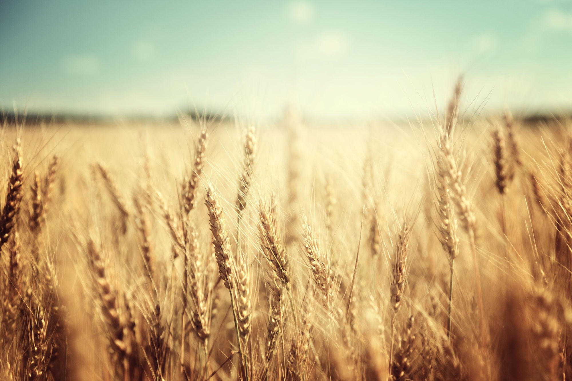 genetically engineered wheat