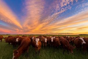 Cattle Price Discovery