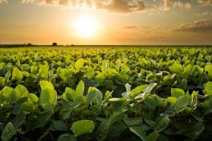 heat-tolerant soybeans