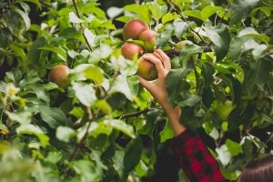 apple orchard harvest