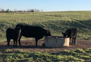 cattle waterer