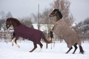 best horse blankets