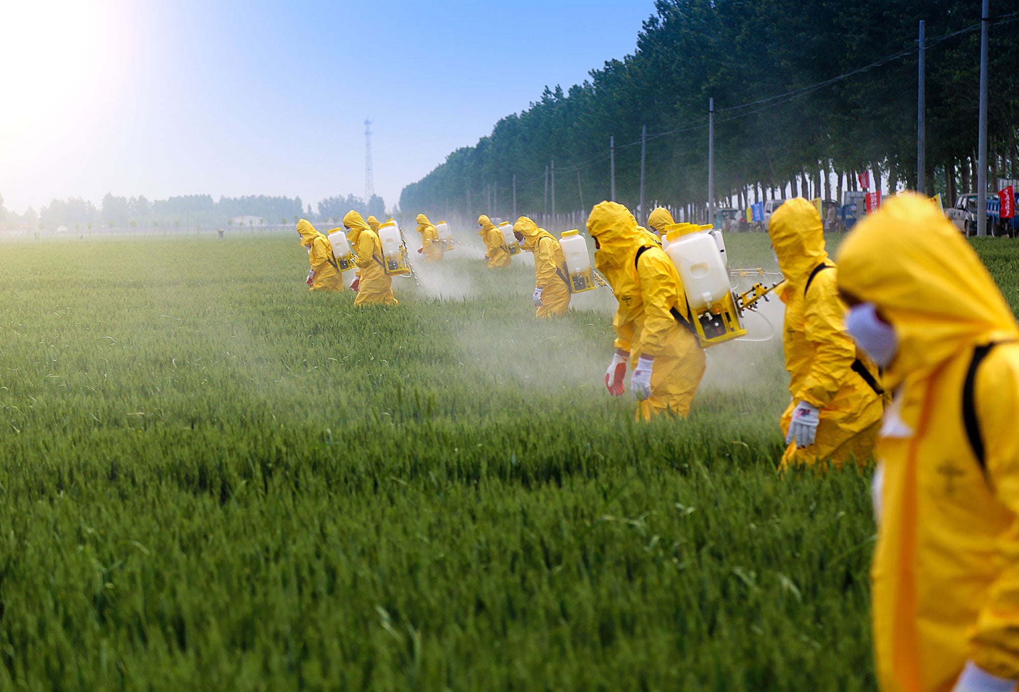 Most U.S. farmers don't spray glyphosate on wheat | AGDAILY