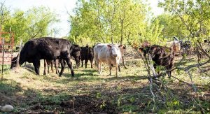 cattle handling bunt order