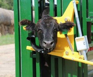 cattle handling cattle chute