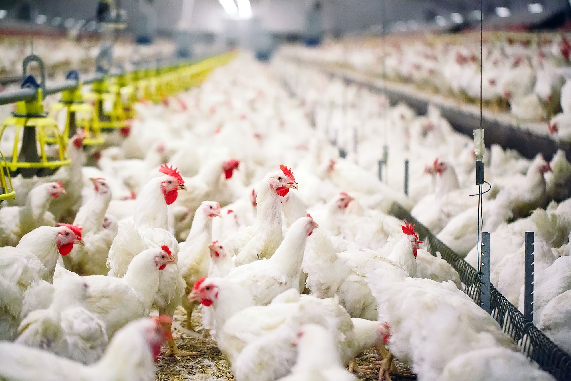 SMART Broiler utilizes technology to improve poultry welfare | AGDAILY