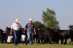 family cattle farm