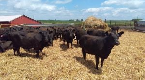 livestock pens