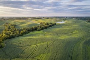 missouri soybeans