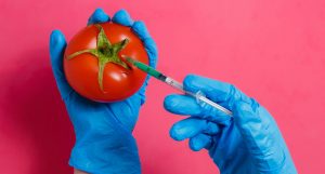 gmo tomato