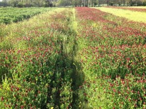 dixie cover crop