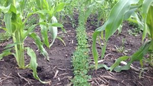Cover Crop Planting Report