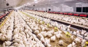 poultry processors