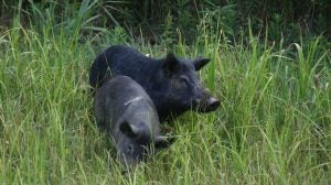 Feral Swine Eradication