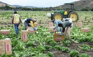 Farm Workforce