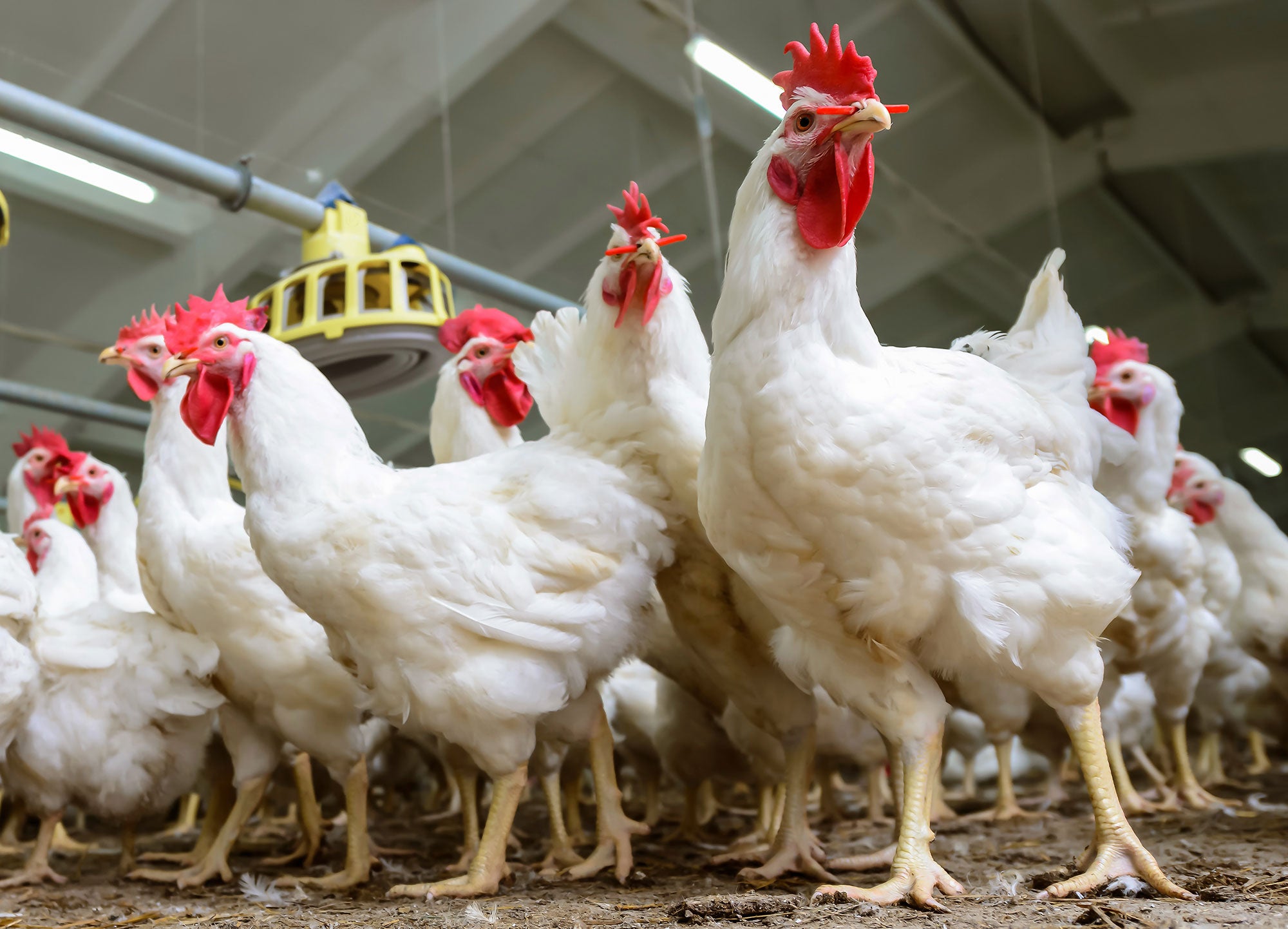 What research goes into large-scale poultry farming? | AGDAILY