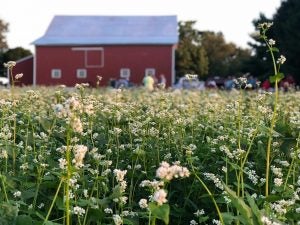 buckwheat cover crop