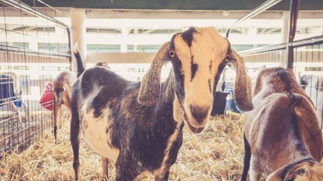 goats county fair