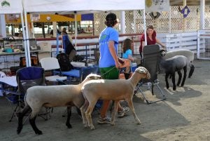 sheep county fair