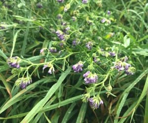 hairy vetch cover crop