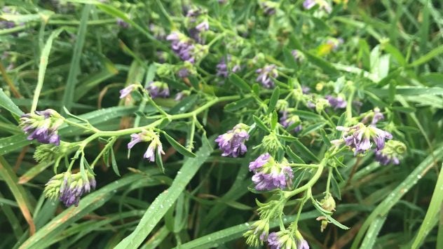 hairy vetch cover crop