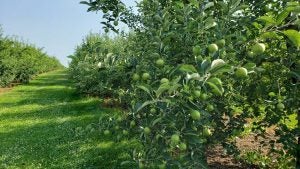 mcclure's orchard