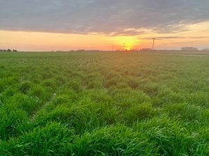 rye cover crop