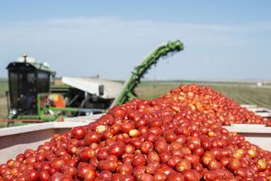 tomato harvest