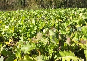 turnips cover crop