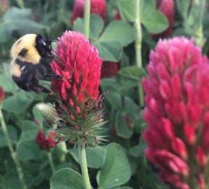 crimson clover cover crop