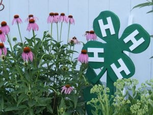 4-h fair