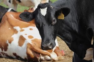 cattle field