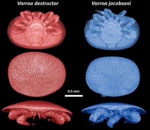 varroa mite