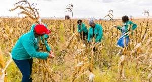 south africa corn